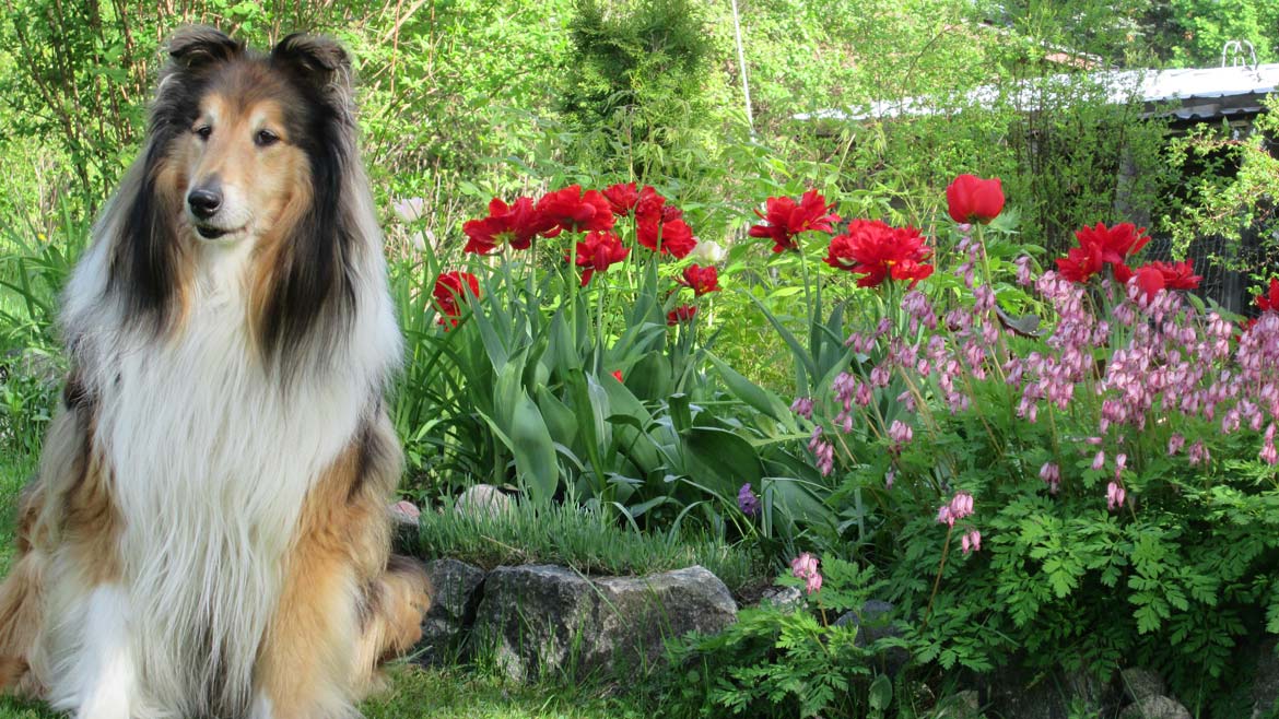 collie kukkapenkin edessä